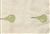 5730313 PARABLE/EGGSHELL 5730313 PARABLE/EGGSHELL