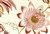 6735512 P Kaufmann BUTTERFLY TRAIL SWA 002 BITTERSW Floral Print Fabric 6735512 P Kaufmann BUTTERFLY TRAIL SWA 002 BITTERSW Floral Print Fabric