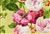 6762914 P Kaufmann MANOR HOUSE SWA 004 FIESTA Floral Linen Blend Fabric 6762914 P Kaufmann MANOR HOUSE SWA 004 FIESTA Floral Linen Blend Fabric