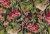 6986711 Waverly PEACE GARDEN ONYX 679760 Floral Print Fabric 6986711 Waverly PEACE GARDEN ONYX 679760 Floral Print Fabric